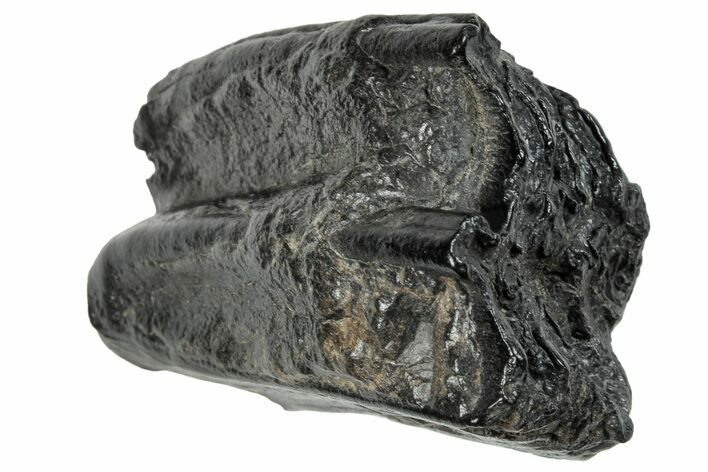 Pleistocene Aged Fossil Horse Tooth - South Carolina #260009